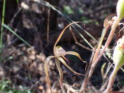 Image of Chameleon orchid