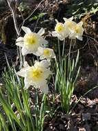 Narcissus incomparabilis Mill. resmi