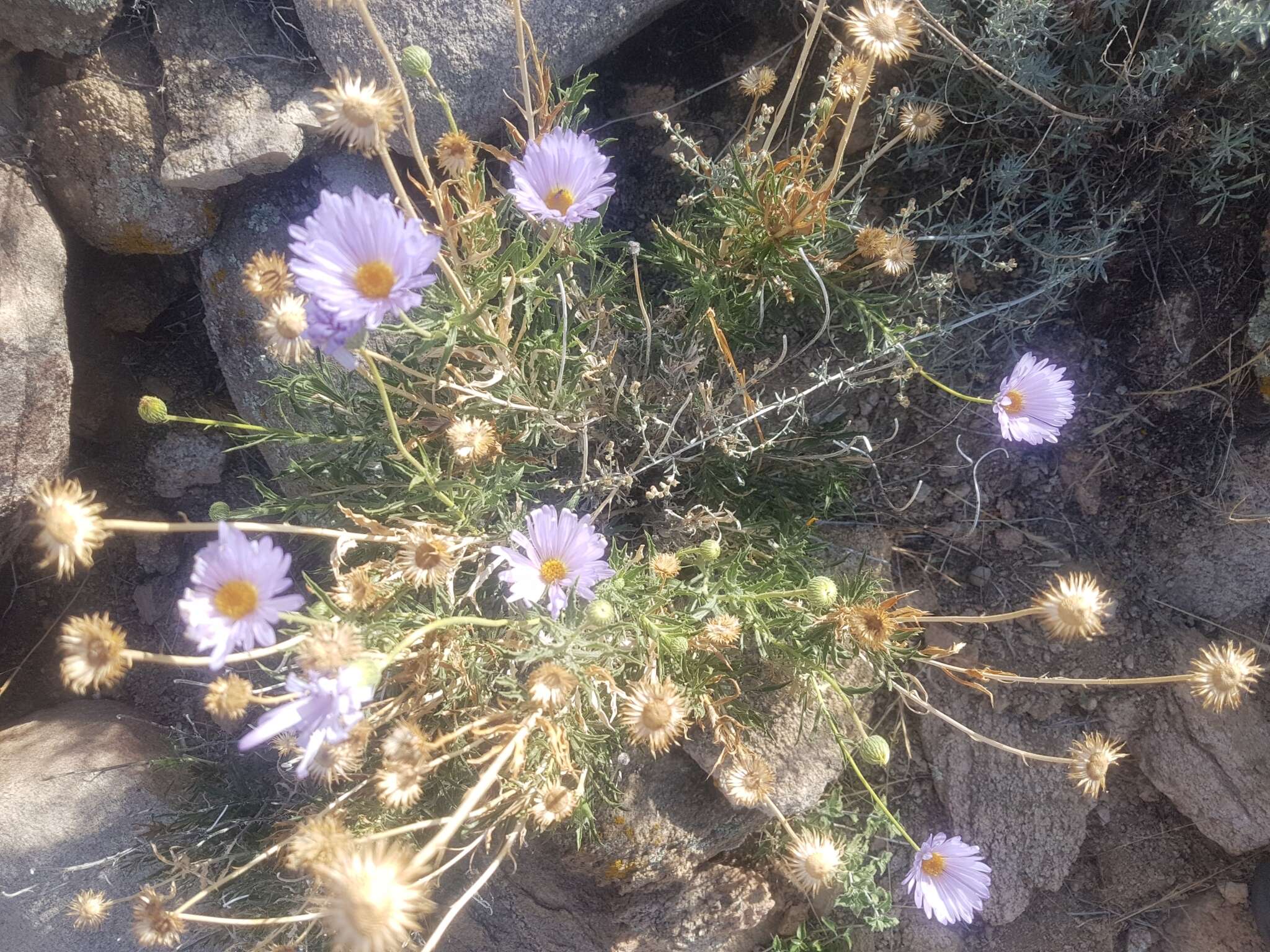 Image of Mojave woodyaster