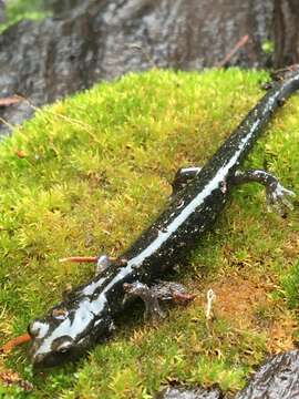 Image of Black Salamander