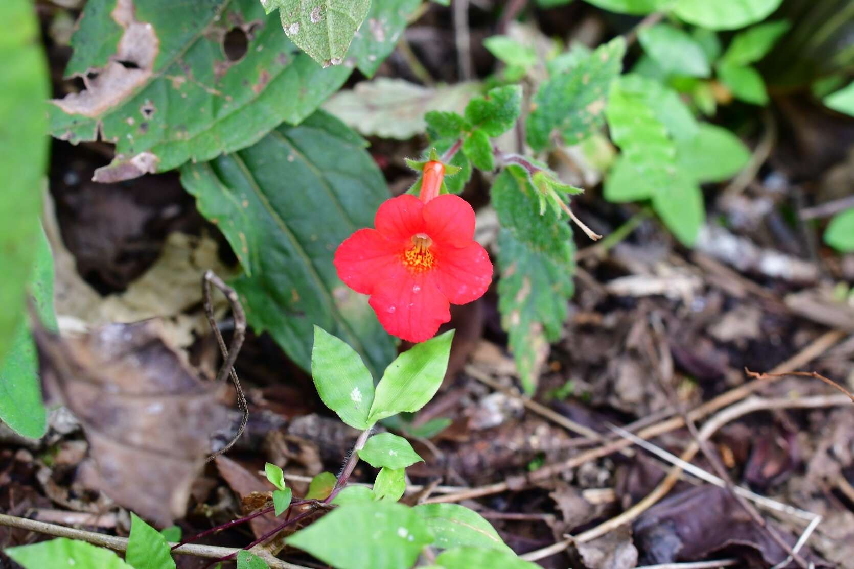 Image of Achimenes erecta (Lam.) H. P. Fuchs