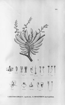 Image of Phymatidium