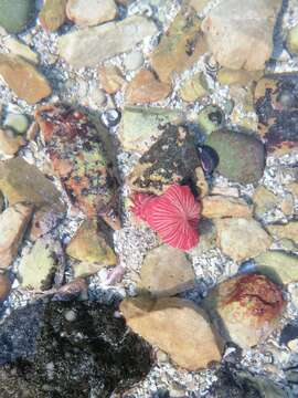 Image of Spinnaker anemone