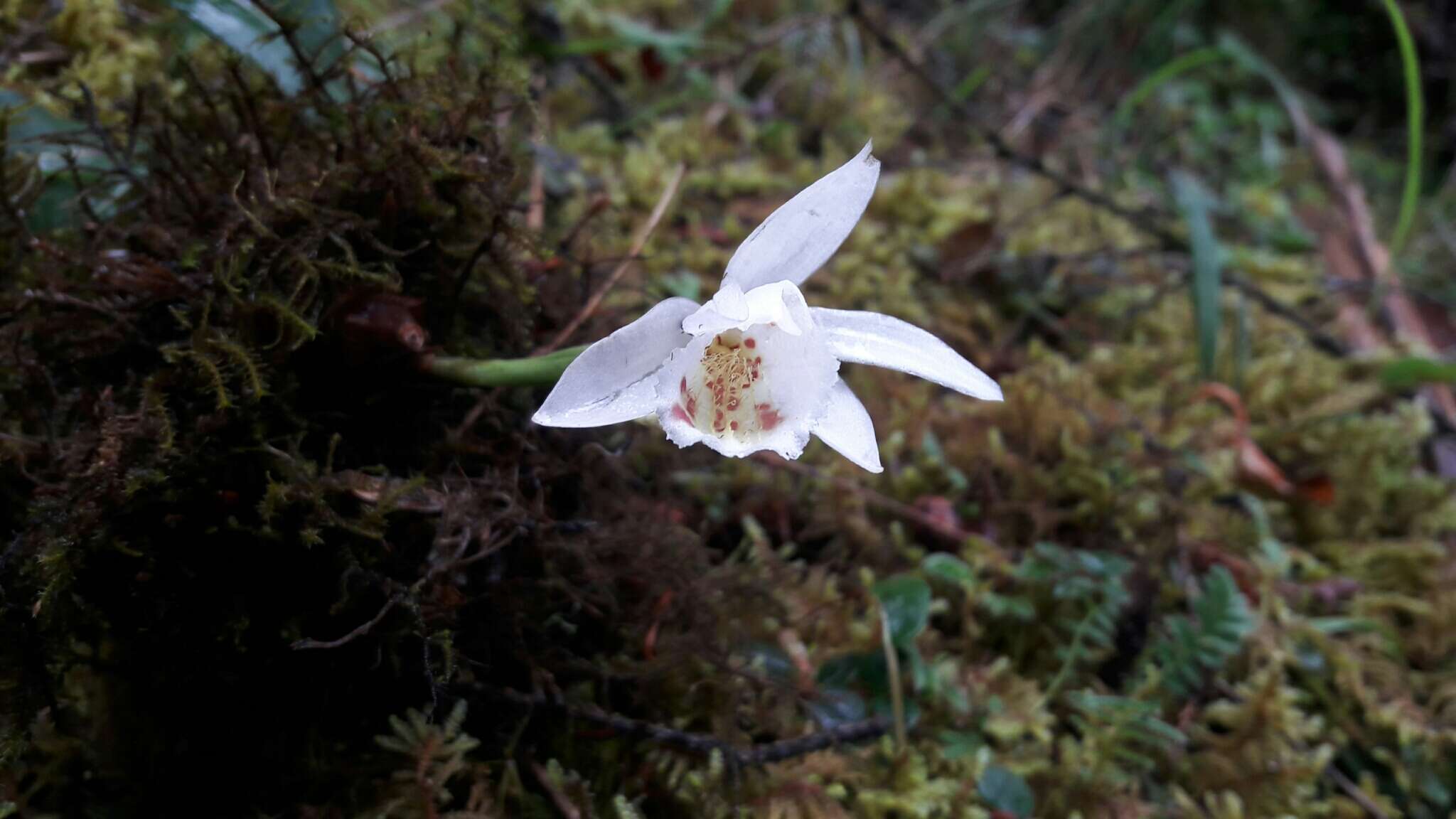 Plancia ëd Pleione hookeriana (Lindl.) Rollisson