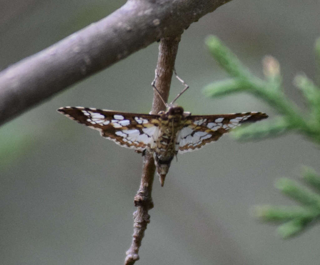 Image of Assembly Moth