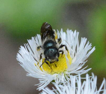 Image of Osmia georgica Cresson 1878