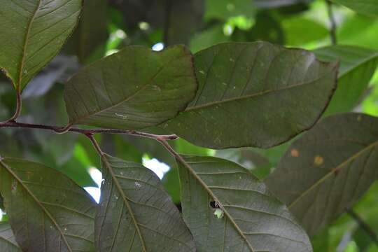 صورة Styrax argenteus Presl