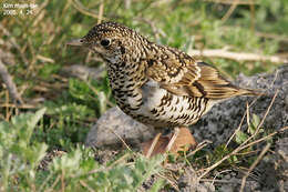 Image of White's Thrush