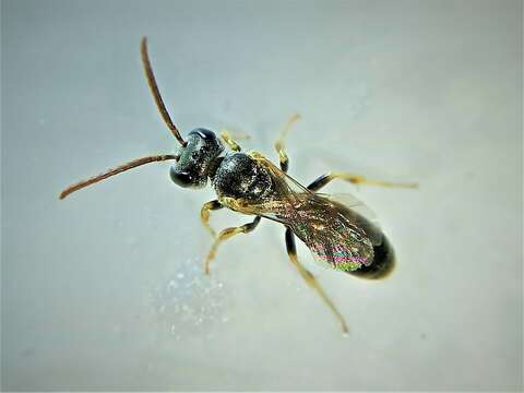 Imagem de Lasioglossum mandibulare (Morawitz 1866)