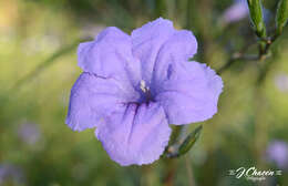 صورة Ruellia californica (Rose) I. M. Johnston