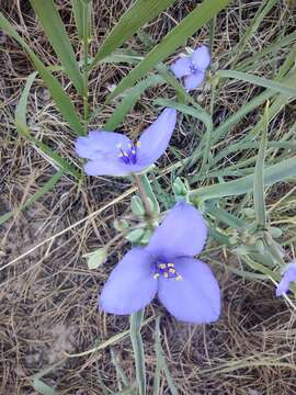 Imagem de Tradescantia occidentalis var. occidentalis