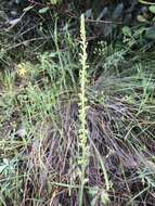 Plancia ëd Platanthera cooperi (S. Watson) R. M. Bateman