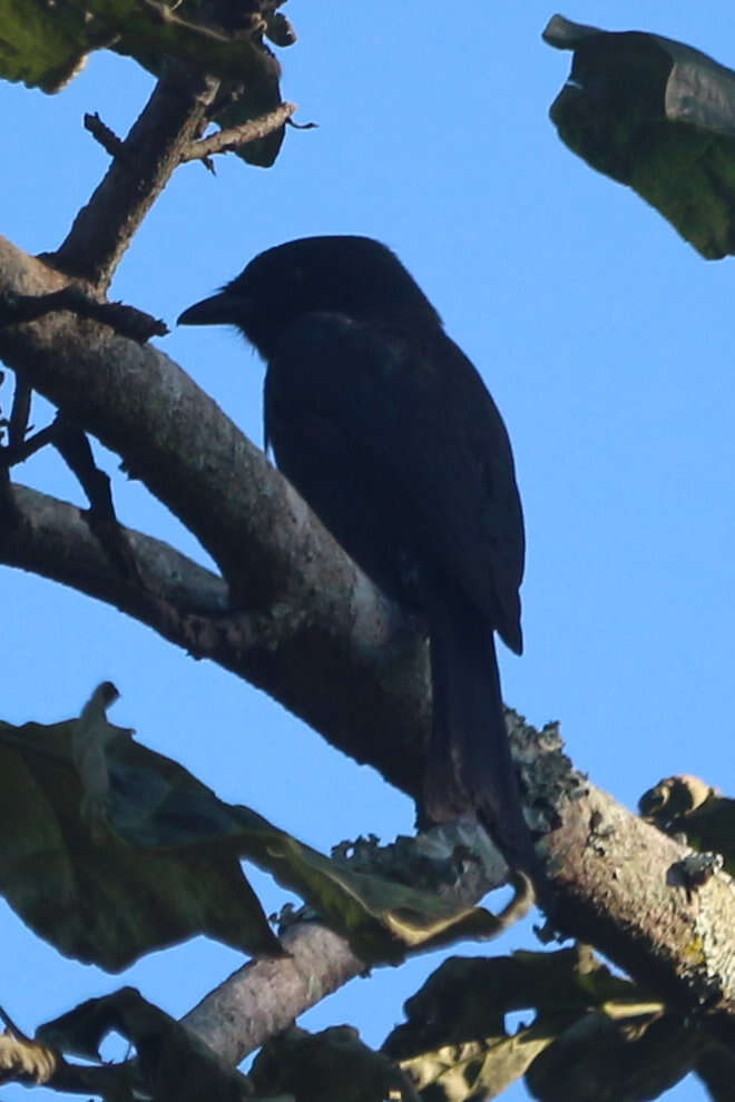 Image of Common Square-tailed Drongo