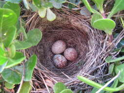 Image of Emberiza capensis capensis Linnaeus 1766