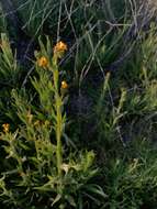 Image of Menzies' fiddleneck