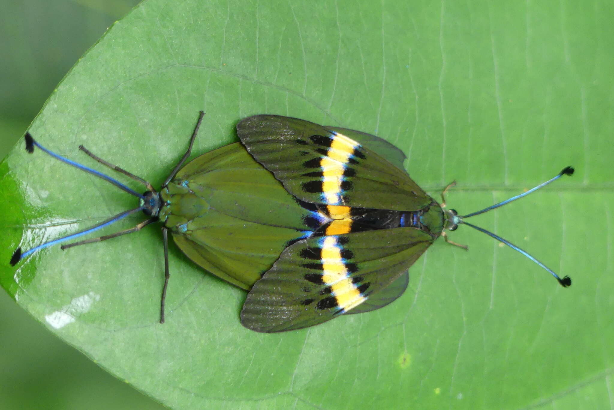 Image of Eterusia repleta Walker 1864