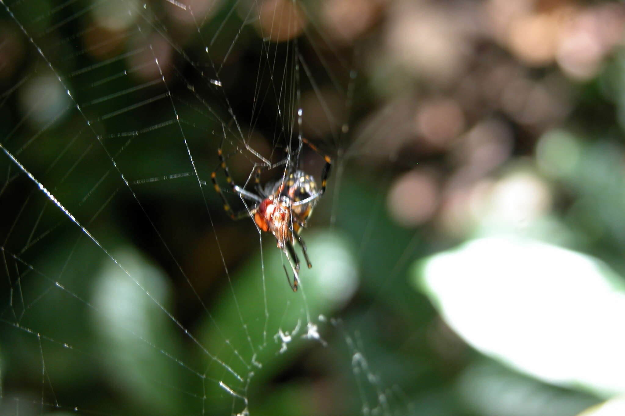 Image of Leucauge fastigata