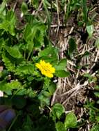 Image of high mountain cinquefoil