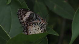 Image of Cethosia cyane Drury 1770