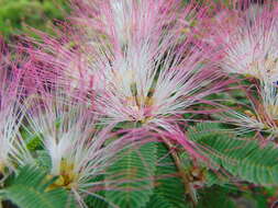 Image de Calliandra caeciliae Harms