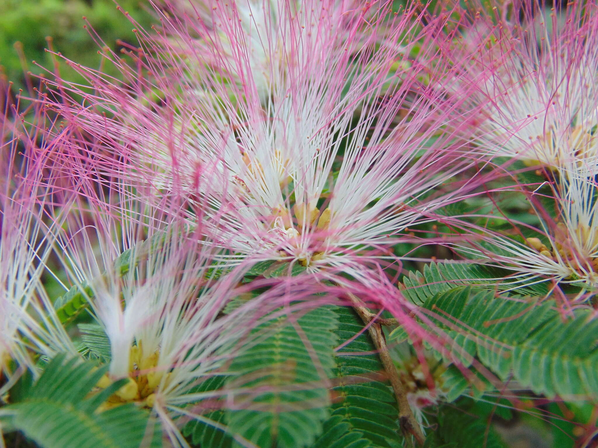 Image of Calliandra caeciliae Harms