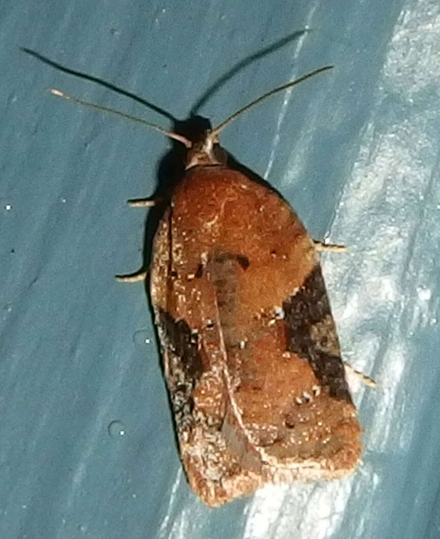 Image of Acleris braunana McDunnough 1934