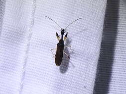 Image of Long-necked Seed Bugs