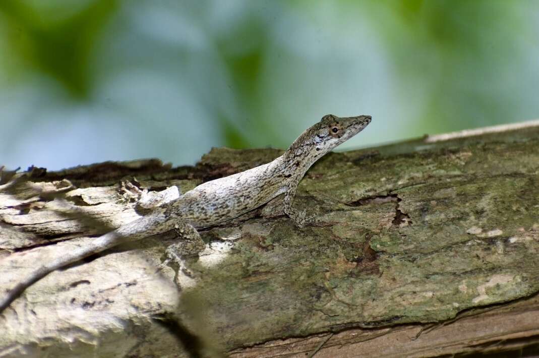 Image of Cuban Twig Anole