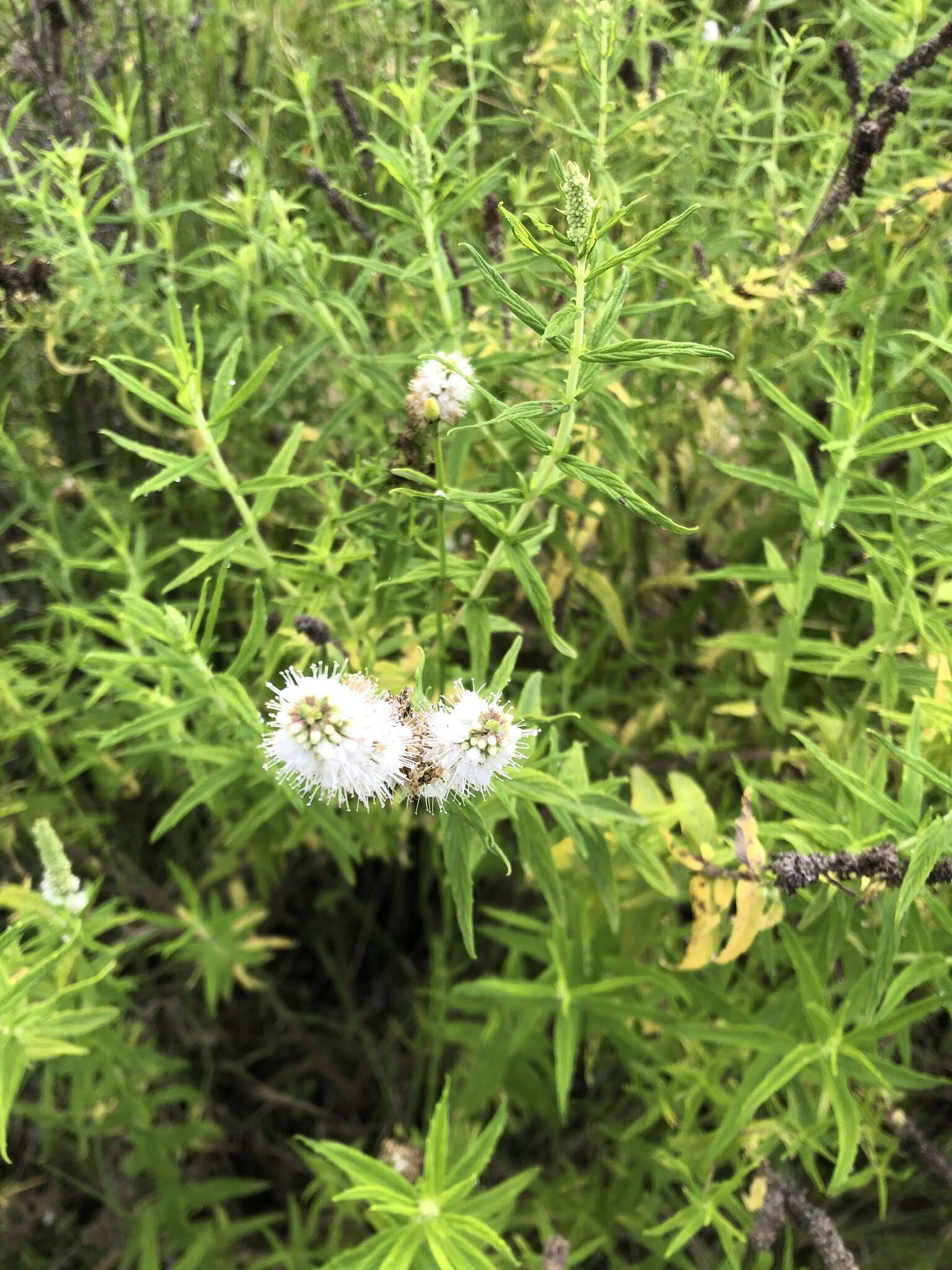 Image of Mentha longifolia subsp. capensis (Thunb.) Briq.