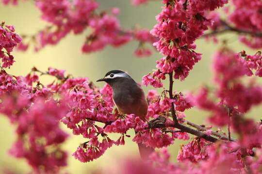 Image of White-eared Sibia