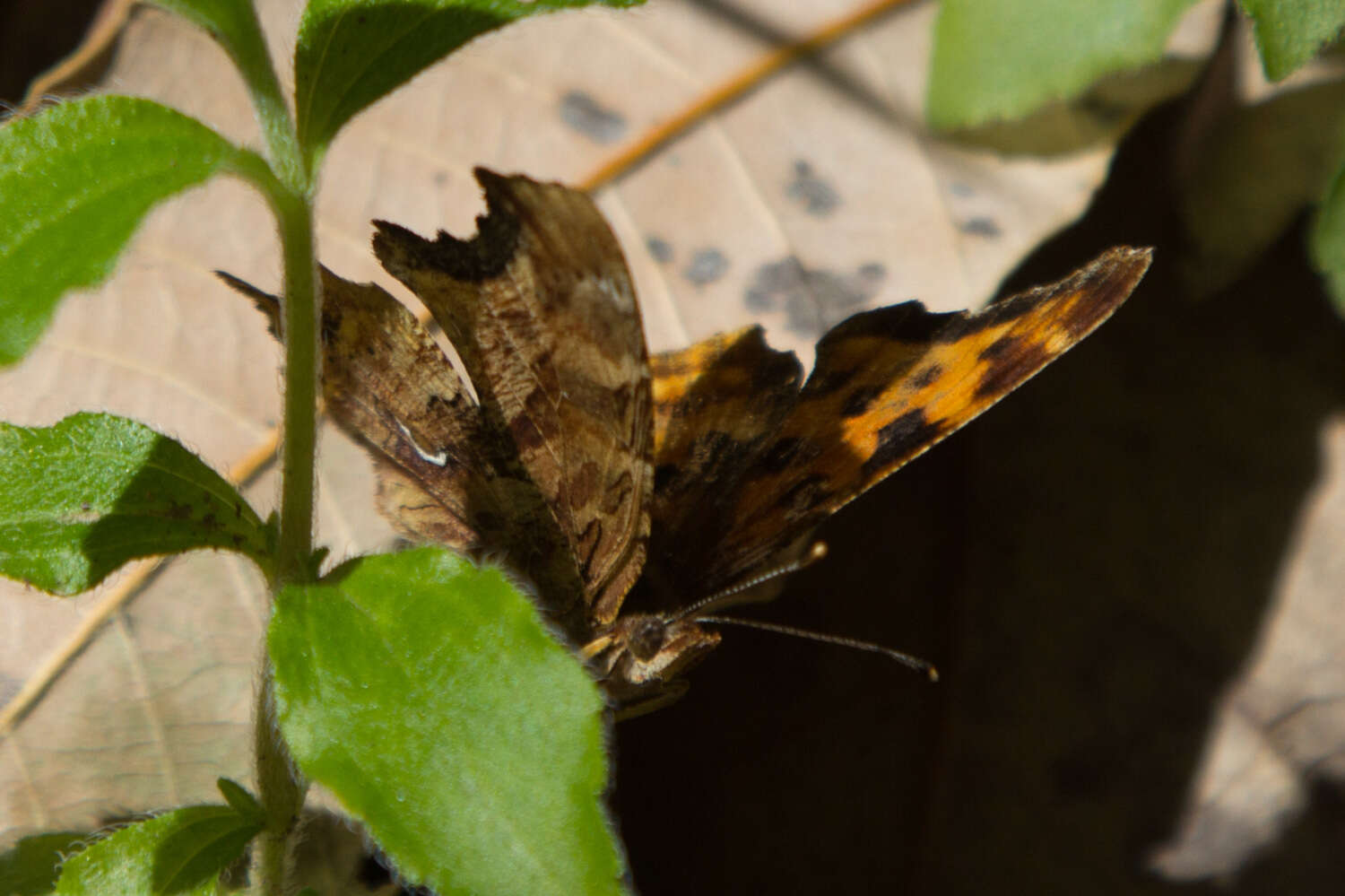 Image of Satyr Comma