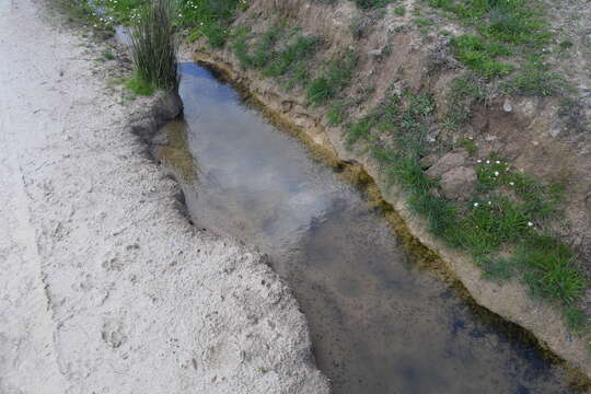 Image of Natterjack toad