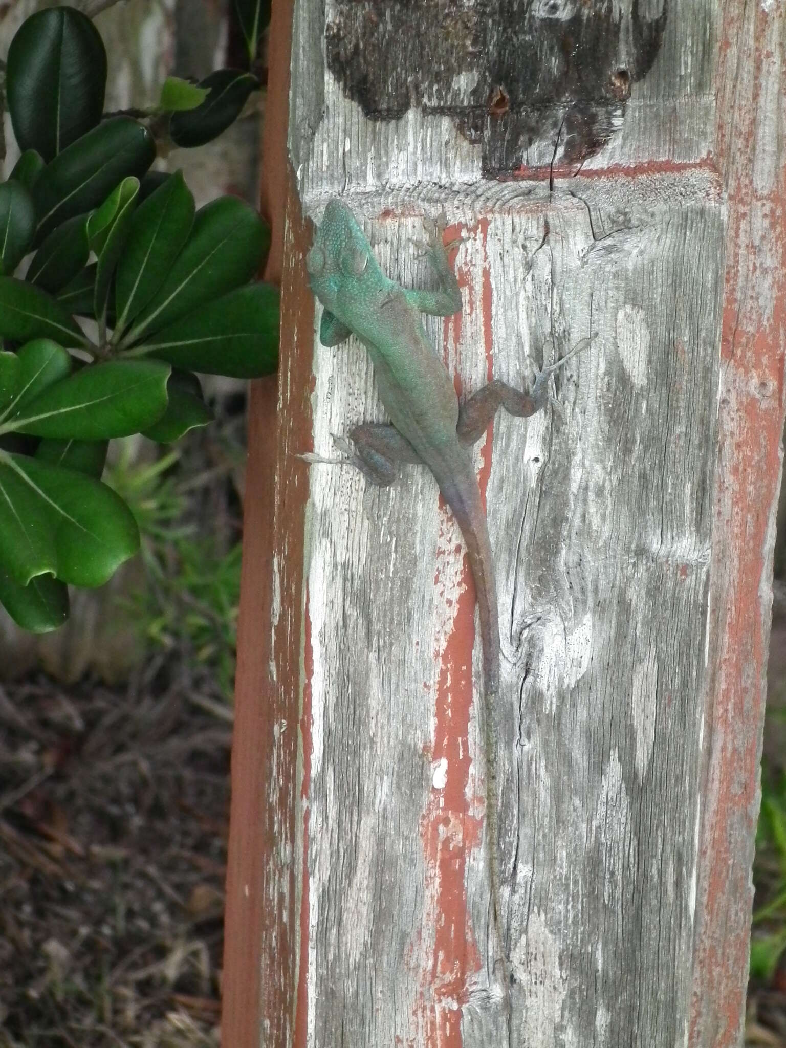 Image of Graham's anole