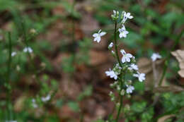 صورة Lobelia homophylla E. Wimm.