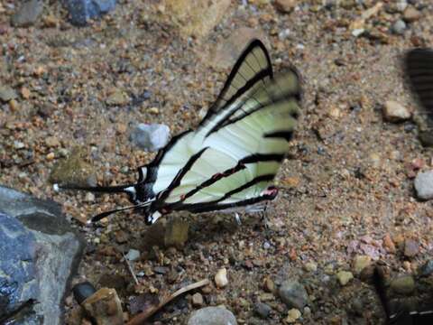 Image of Four-bar Swordtail Butterfly