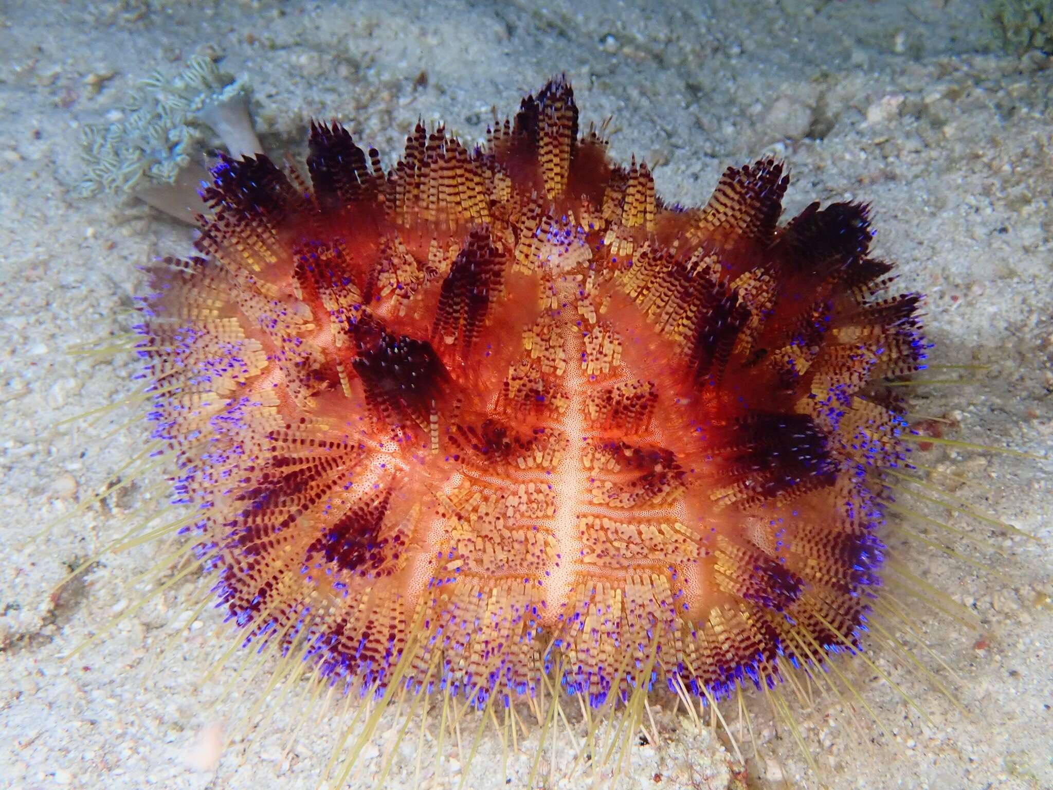 Image of variable fire urchin