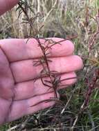 Image de Ludwigia linearis Walt.