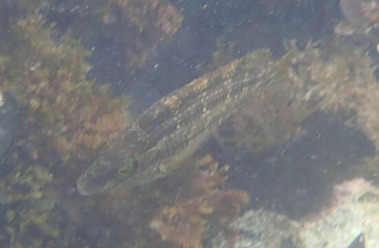 Image of Corkwing Wrasse