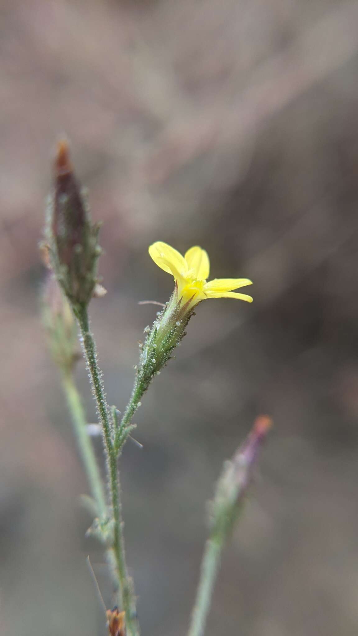 Plancia ëd Benitoa occidentalis (H. M. Hall) Keck