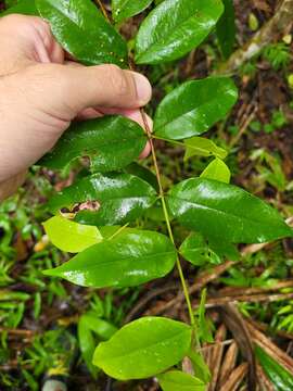 Image de Myrcia splendens (Sw.) DC.