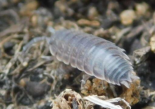 Image of Lucasioides altaicus