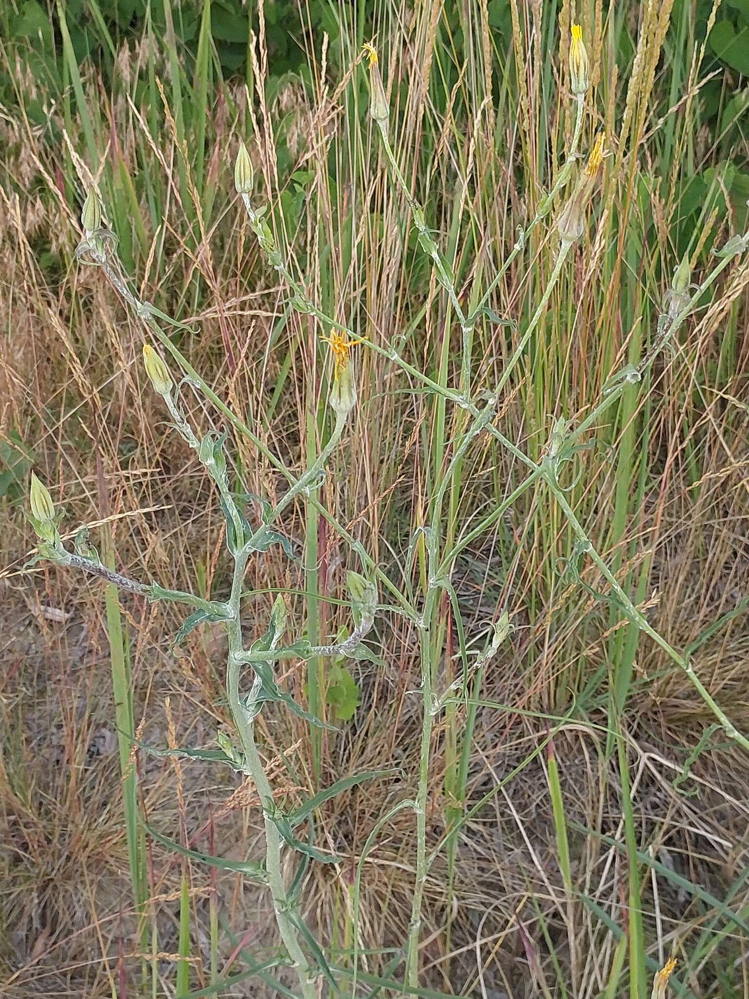 Sivun Tragopogon ucrainicus Artemczuk kuva