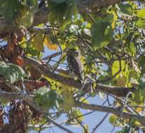 Image of Forest Owlet