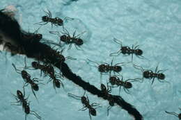 Image of Argentine Ant