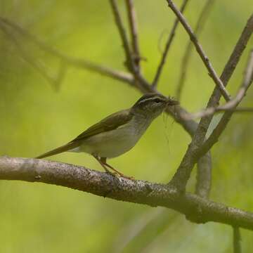 Image of Sakhalin Leaf Warbler