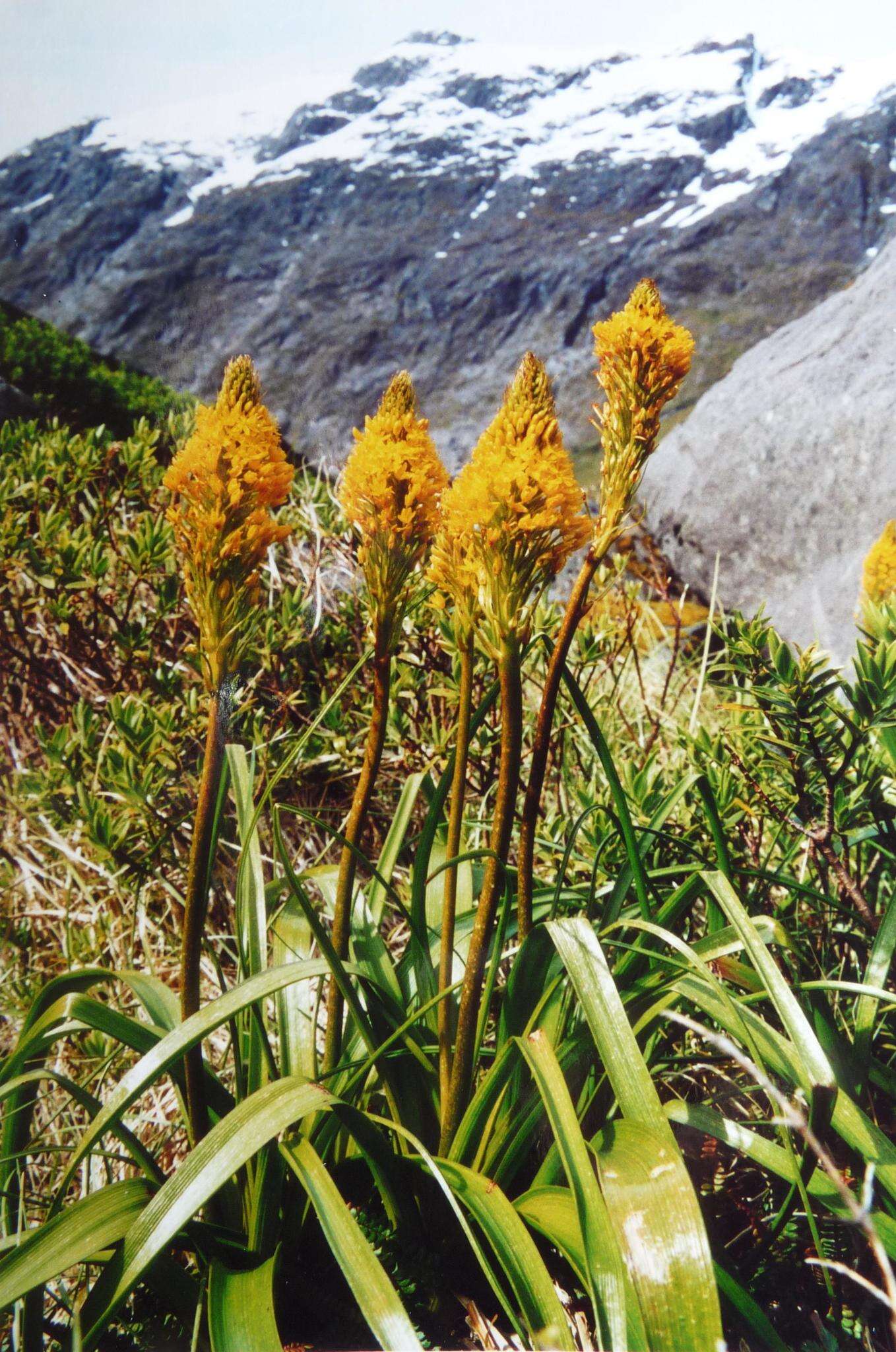 Image of Bulbinella gibbsii var. balasifera L. B. Moore