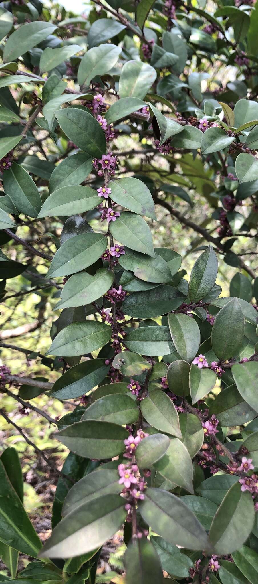 Imagem de Ilex pubescens Hook. & Arn.