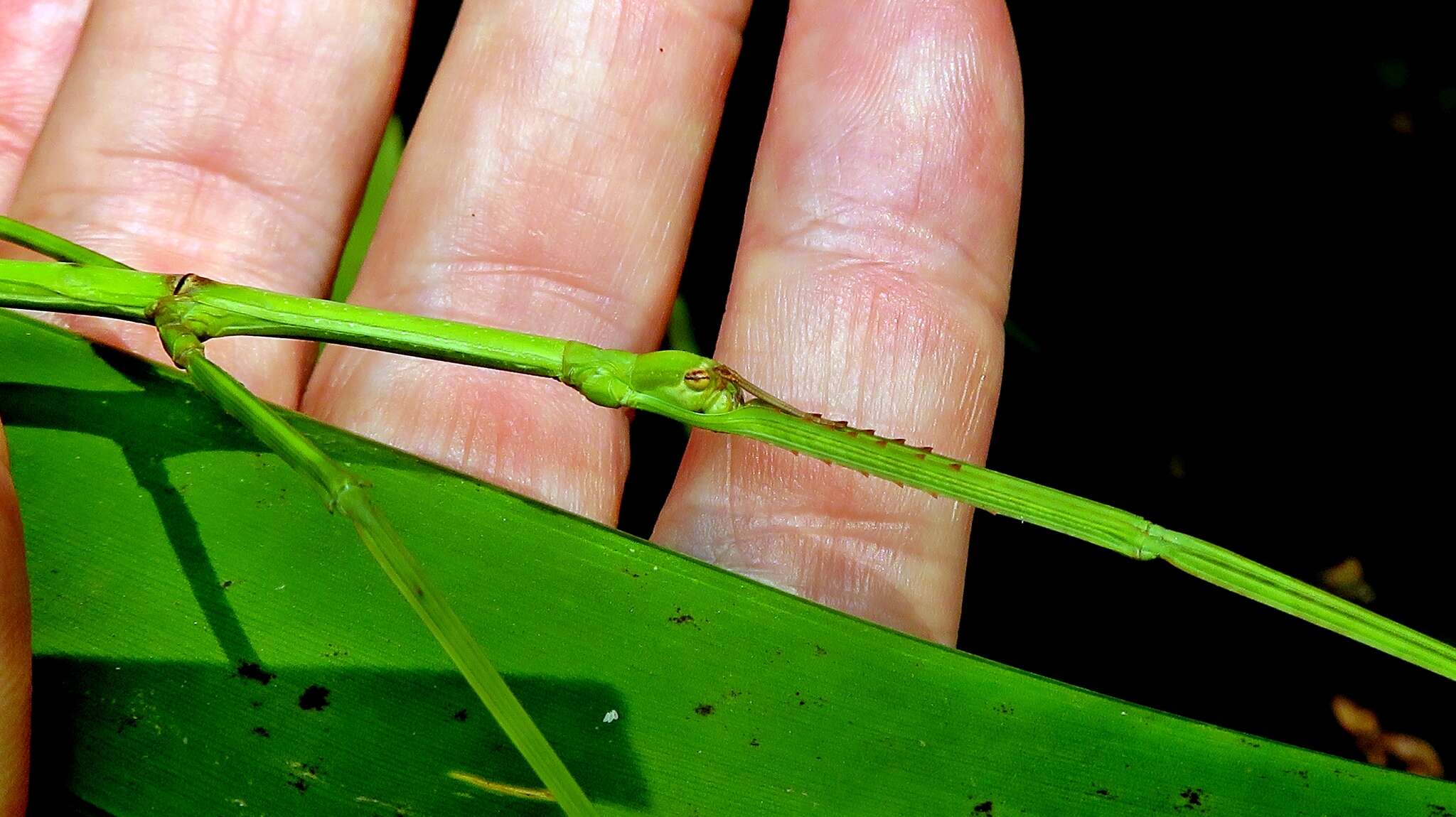 Image of Cladoxerus cryphaleus (Westwood 1859)