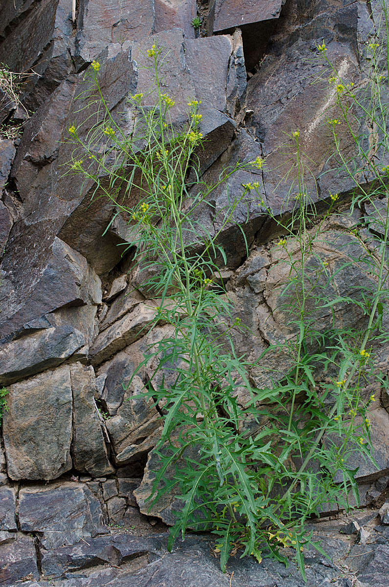 Plancia ëd Sisymbrium heteromallum C. A. Mey.