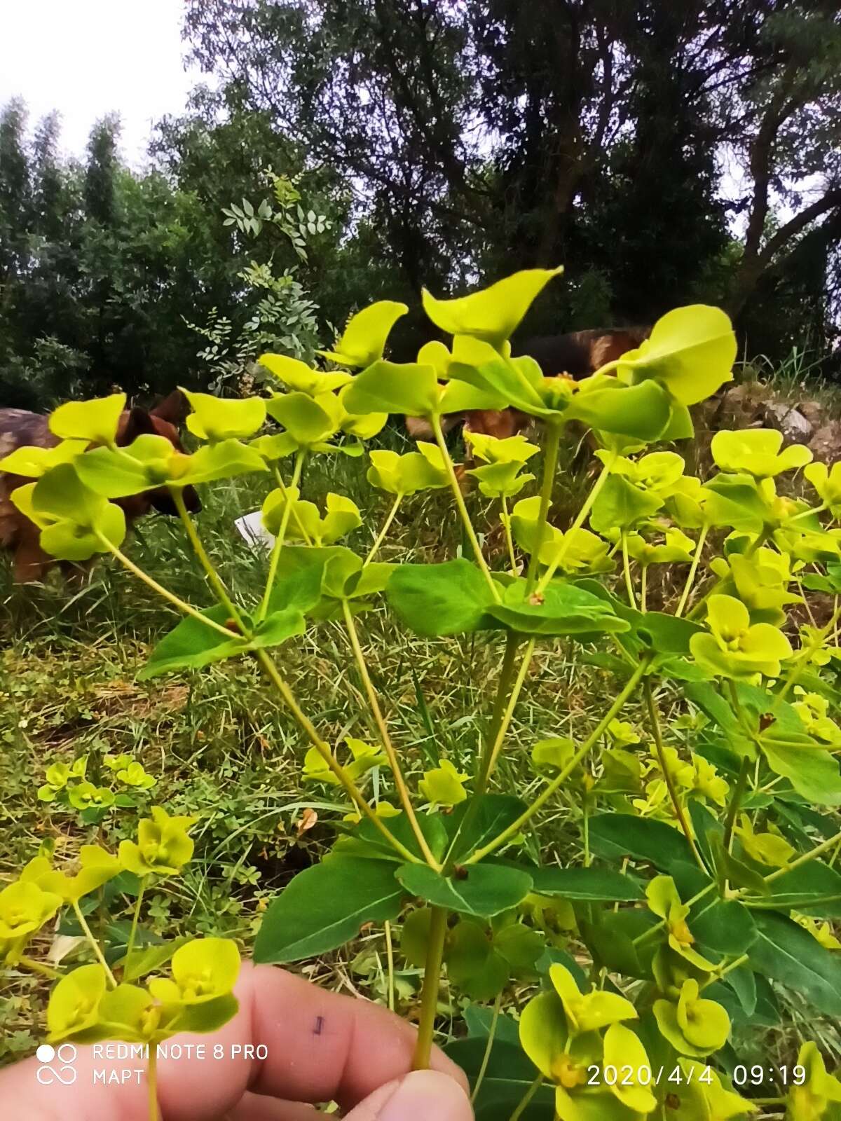 Image of Euphorbia paniculata Desf.